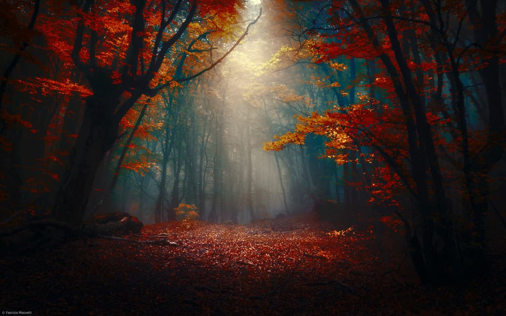 Golden Autumn Woods by Fabrizio Massetti — canvas wall art
