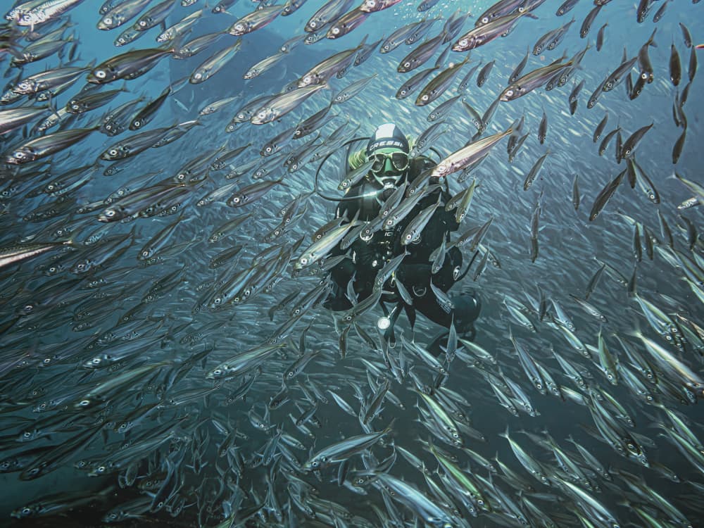 Diver Among Fish School by Fernando Abreu — canvas wall art