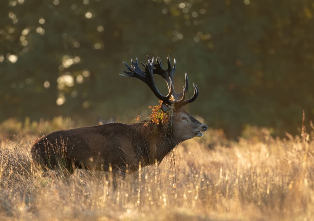 Majestic Autumn Stag by Radojica Jevric fotorax — canvas wall art