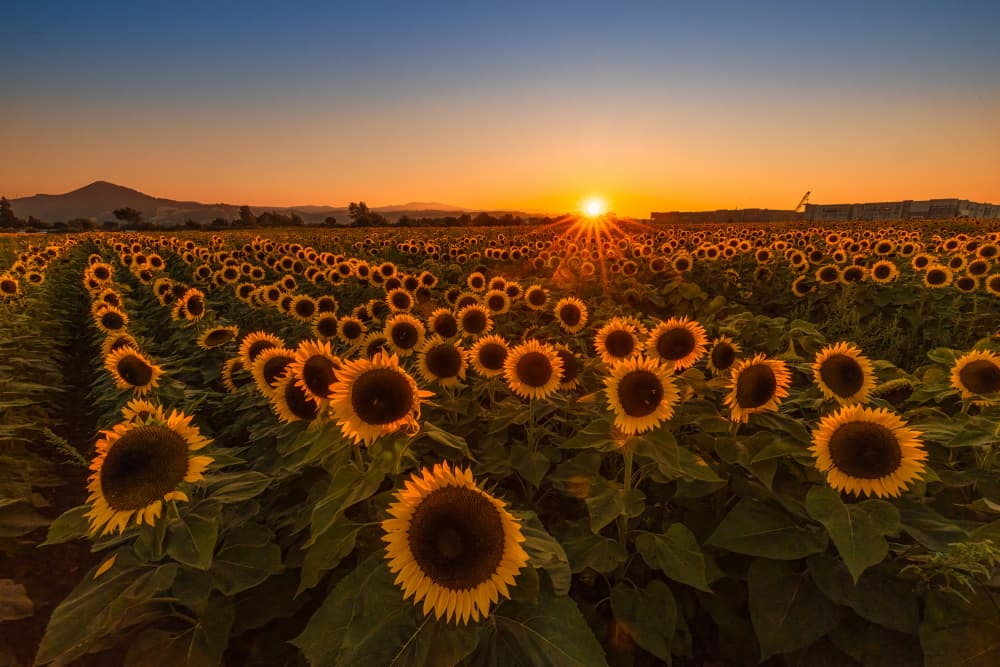 Golden Sunflower Sunset by DonnaHom APA — canvas wall art