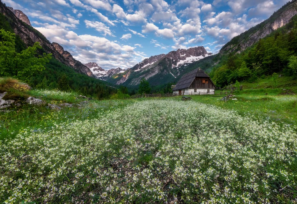 Wildflower Mountain Cabin View by Ales Krivec — canvas wall art