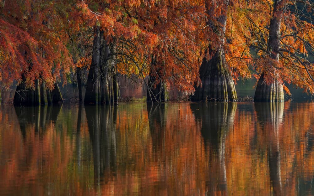 Autumn Cypress Reflections by Barré Thierry — canvas wall art