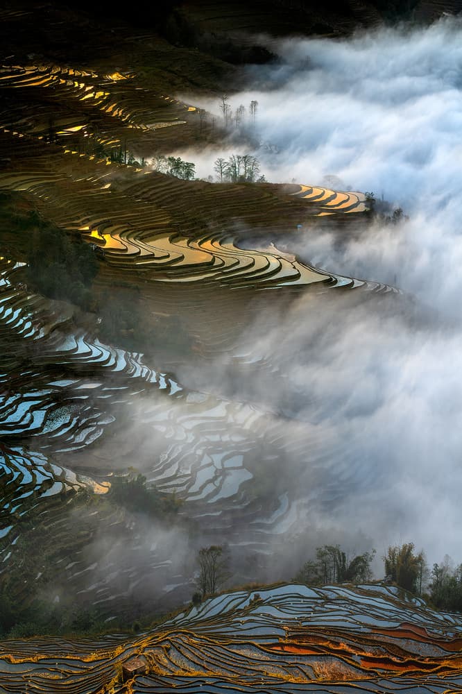 Golden Terraces in Mist by Hua Zhu — canvas wall art
