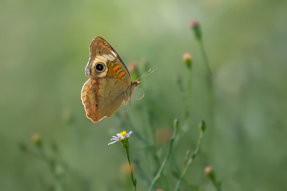 Delicate Butterfly Flight by Mike He — canvas wall art