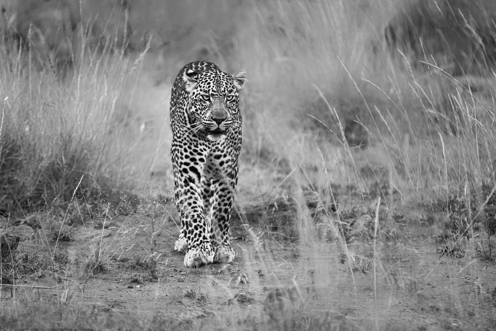 Majestic Leopard Walk by Massimo Mei — canvas wall art
