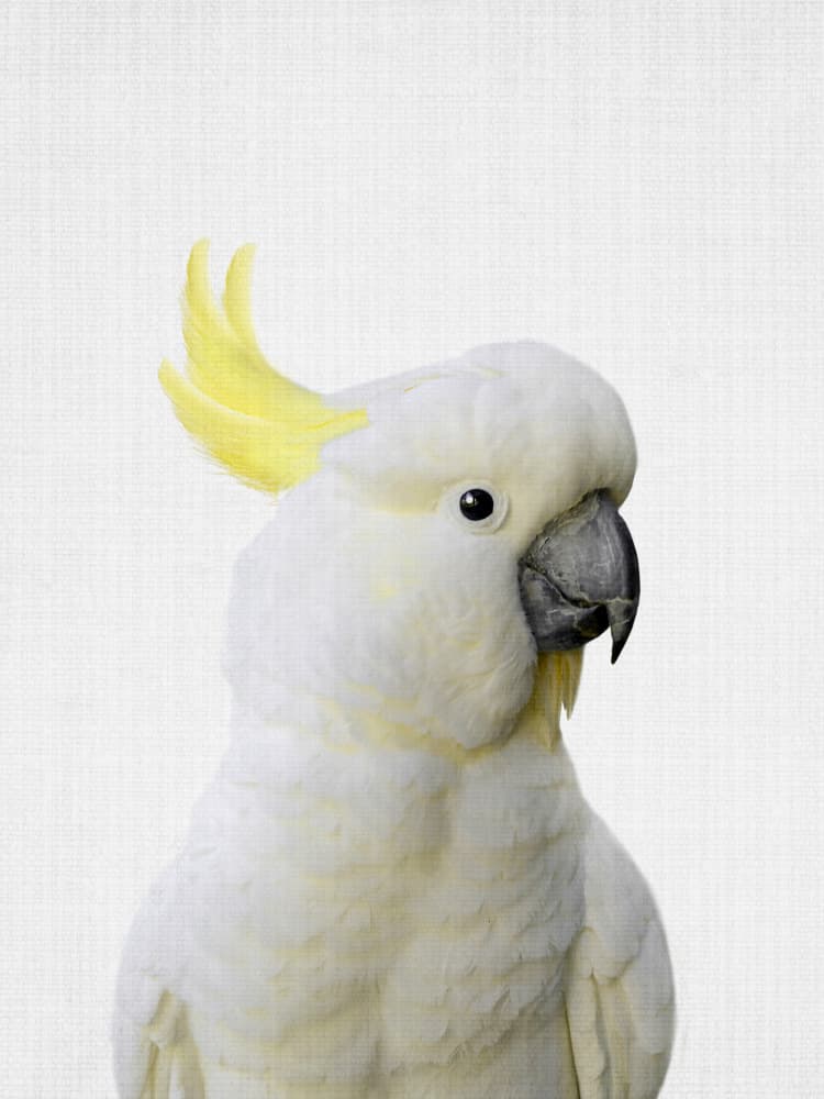 Curious White Cockatoo by Lila &amp; Lola — canvas wall art