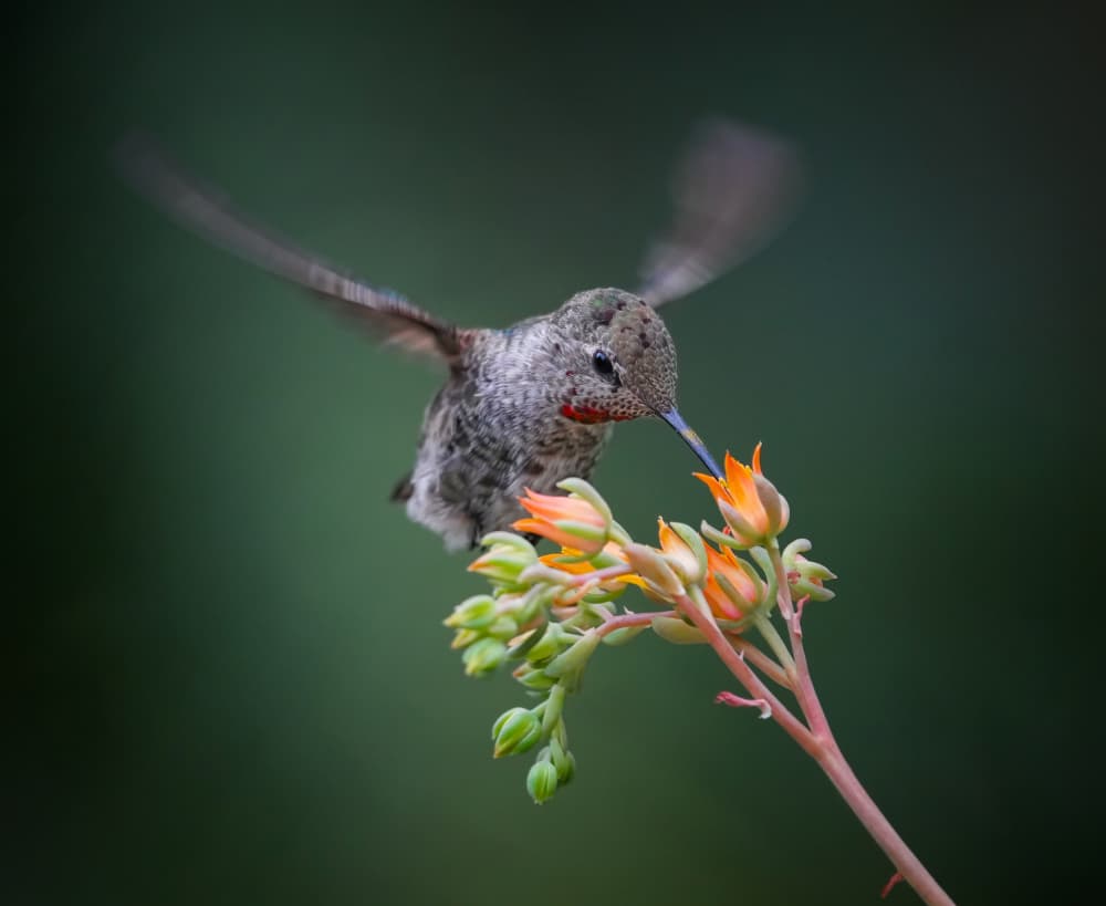 Vibrant Hummingbird Feeding by Xiaojian Huang — canvas wall art