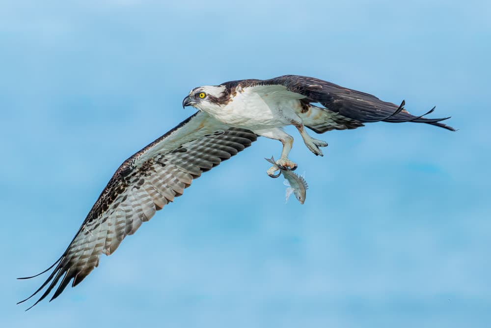 Majestic Osprey With Fish by James Cai — canvas wall art