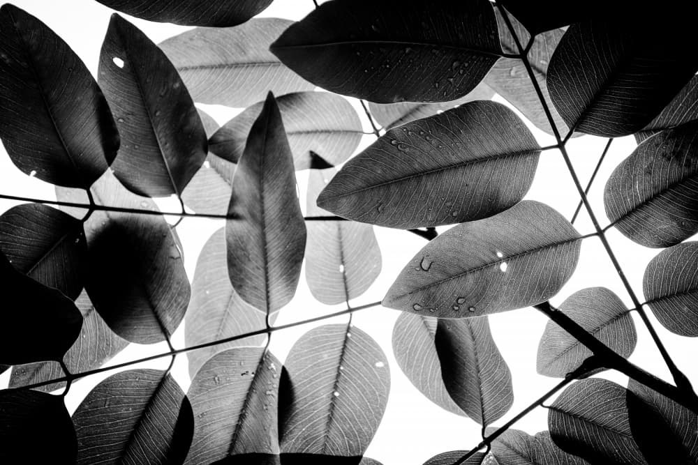 Wet Monochrome Leaves by Tal Paz-Fridman — canvas wall art