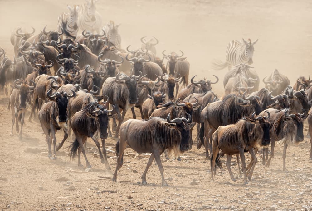 Wildebeest Dusty Migration by Jaco Marx — canvas wall art