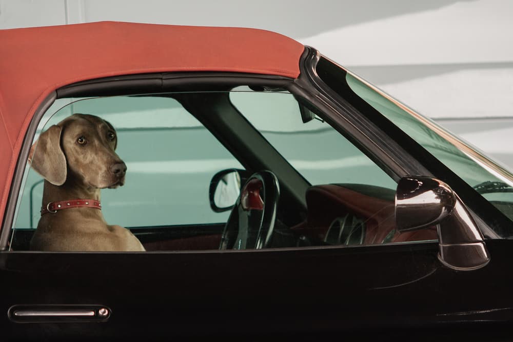 Weimaraner Ready to Ride by Uschi Hermann — canvas wall art