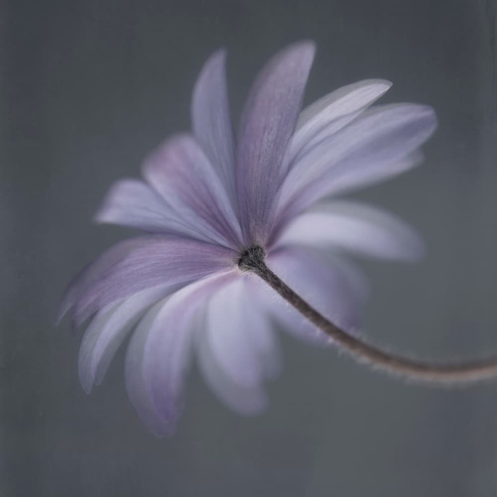 Soft Purple Bloom by Lotte Grønkjær — canvas wall art