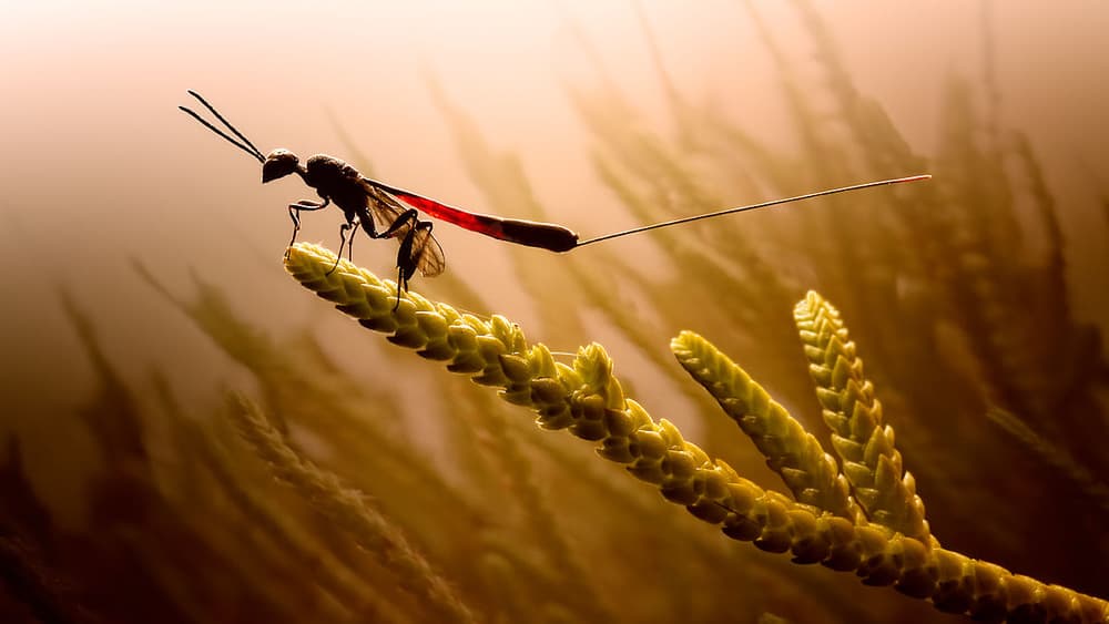 Long-tailed Wasp Perched by Jimmy Hoffman — canvas wall art