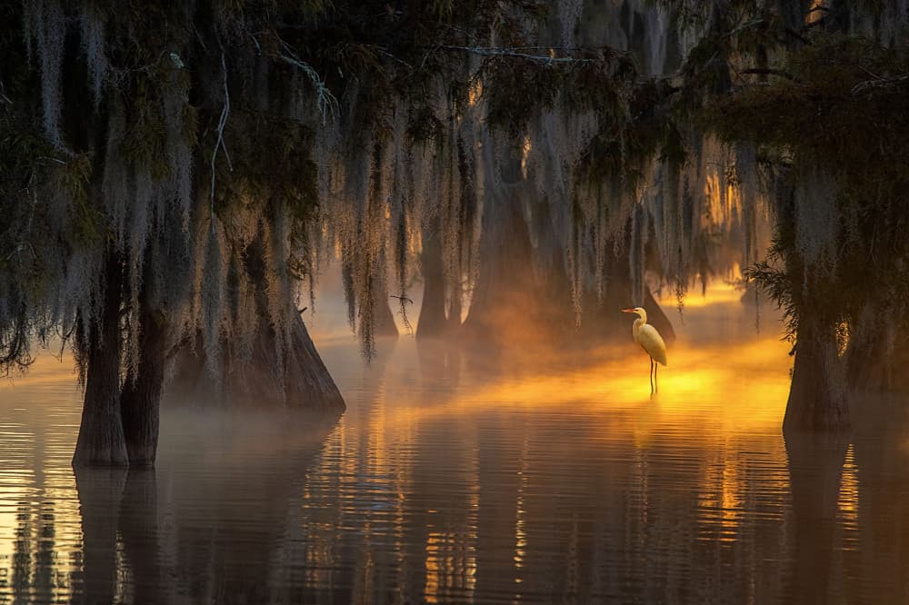 Egret in Golden Mist by Dianne Mao — canvas wall art