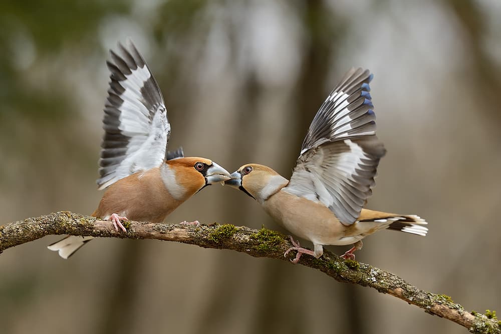 Hawfinches Sharing Moment by Marco Pozzi — canvas wall art