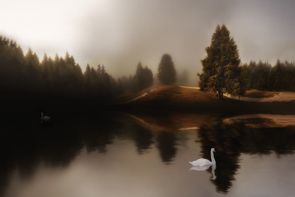 Misty Lake Swans by Michael — canvas wall art