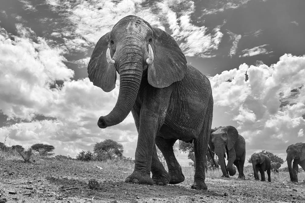 African Elephant Journey by Peter Hudson — canvas wall art