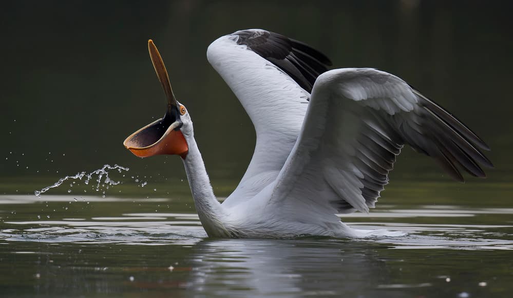 Pelican's Dynamic Splash by C.S. Tjandra — canvas wall art