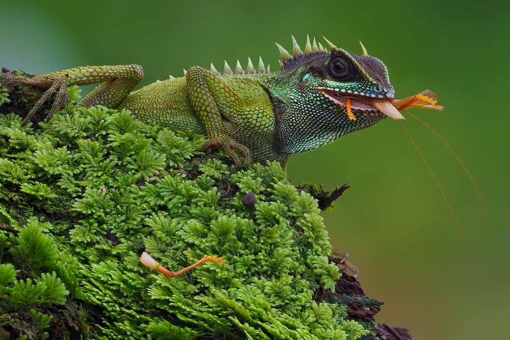 Vibrant Moss Dragon by Phat Dao Tan — canvas wall art