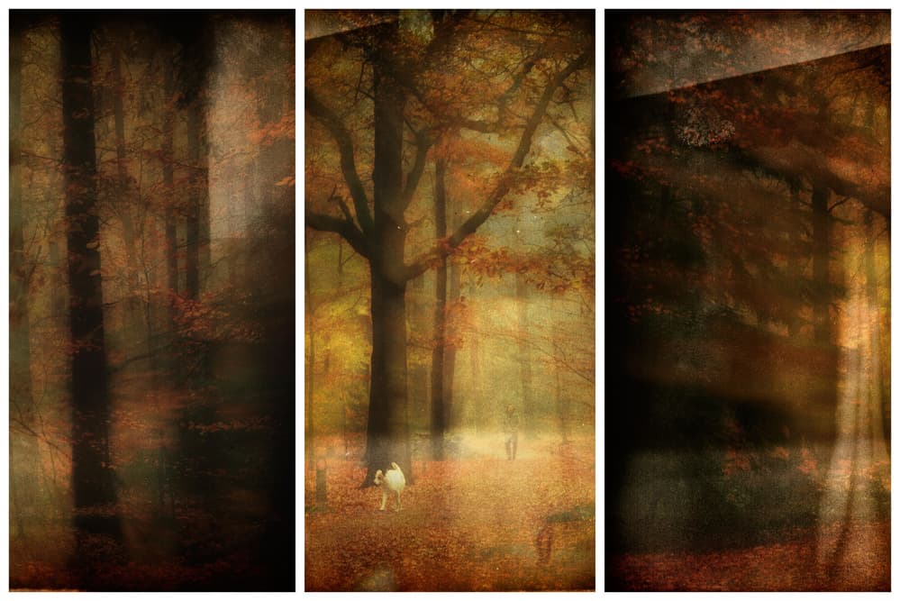 Golden Forest Walk by Saskia Dingemans — canvas wall art