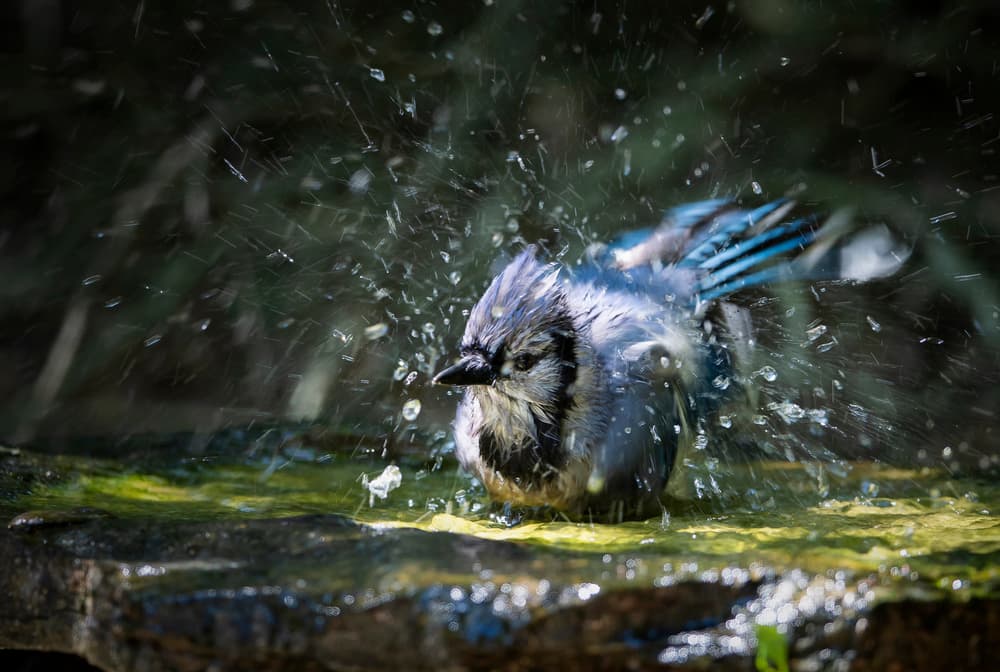 Blue Jay Splashing Bath by Aijing H. — canvas wall art