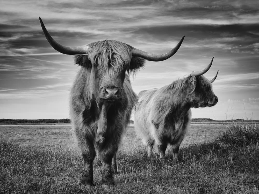 Majestic Highland Stare by Stéphane Pecqueux — canvas wall art