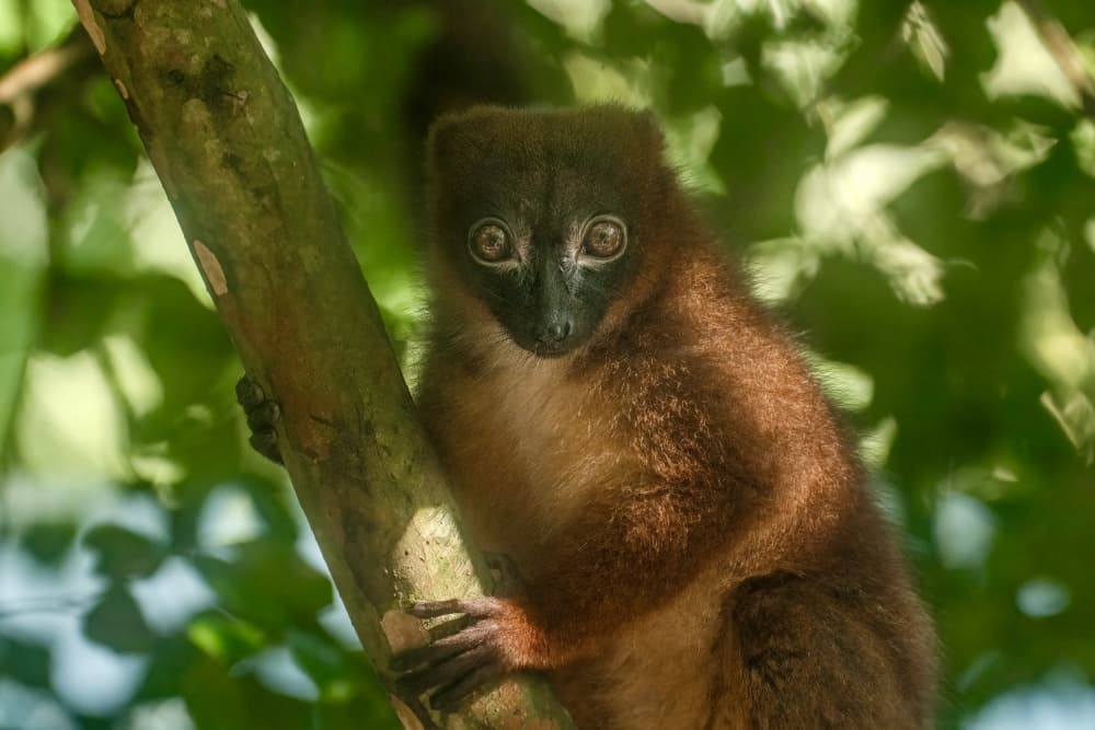 Curious Lemur Stare by Serge Melesan — canvas wall art
