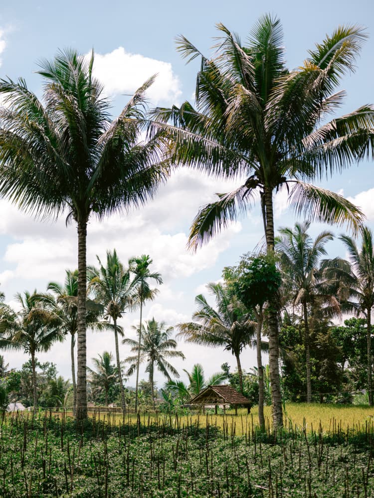 Tetebatu Lombok by Raisa Zwart — canvas wall art