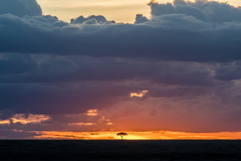 Savanna Sunset Silhouette by Jeffrey C. Sink — canvas wall art