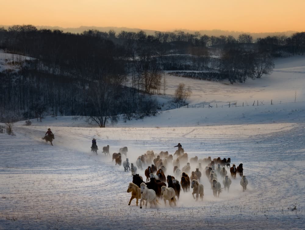 Golden Winter Horse Run by Dennis Zhang — canvas wall art