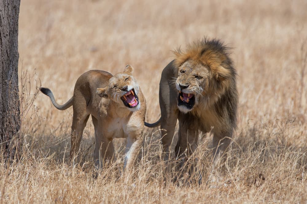 Roaring African Lions by Mohammed Alnaser — canvas wall art