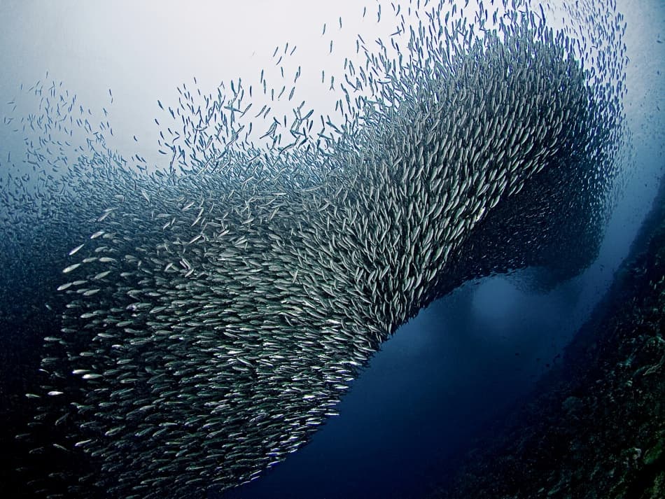 Silver Fish Swirl