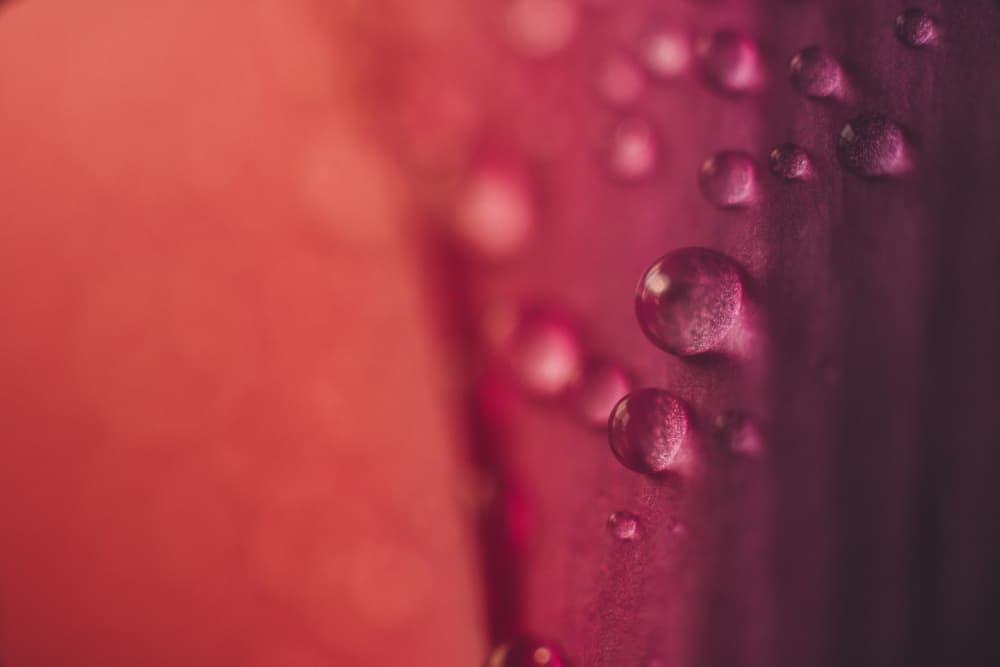 Vibrant Magenta Droplets by Javier Pardina — canvas wall art