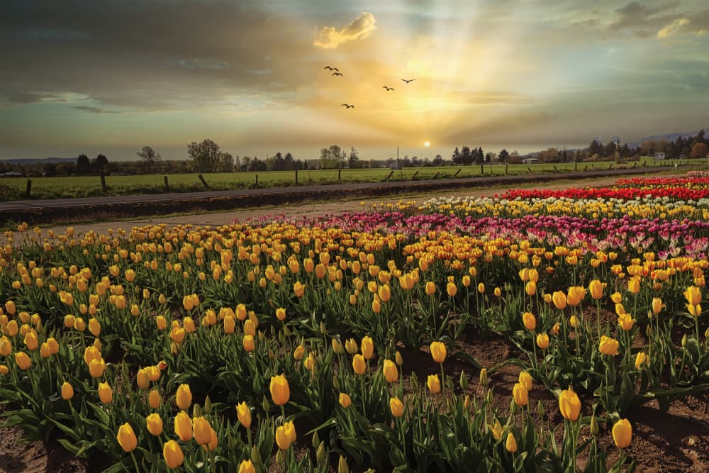 Sunset Tulip Field by Sunil Kulkarni — canvas wall art