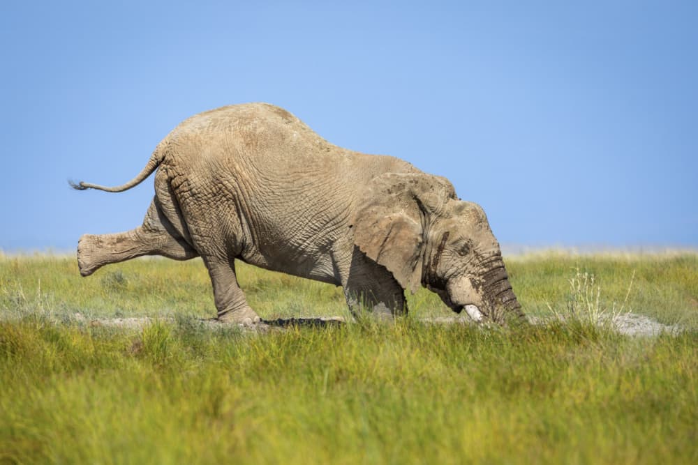 Savanna Elephant Drinking by Mark Strom — canvas wall art