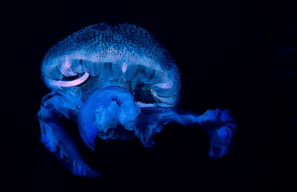 Blue Glowing Jellyfish by Romano Molinari — canvas wall art