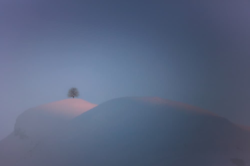 Pink Winter Solitude by Uschi Hermann — canvas wall art
