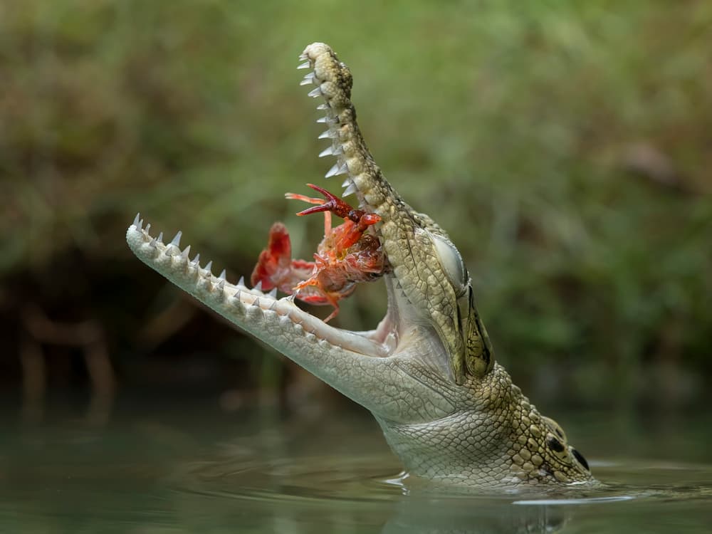 Crocodile Eating Crayfish by Tantoyensen — canvas wall art