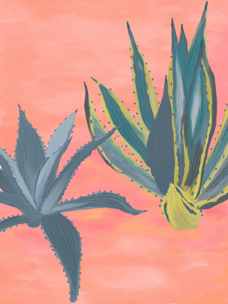 Warm Desert Agaves by Aliya Putrus — canvas wall art