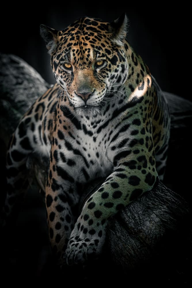 Intense Jaguar Gaze by HISASHI ISHIKAWA — canvas wall art