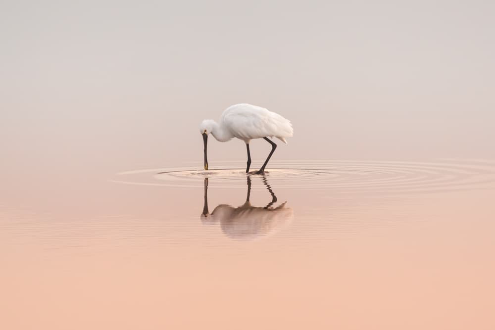 Serene Wading Bird by Natalia Rublina — canvas wall art