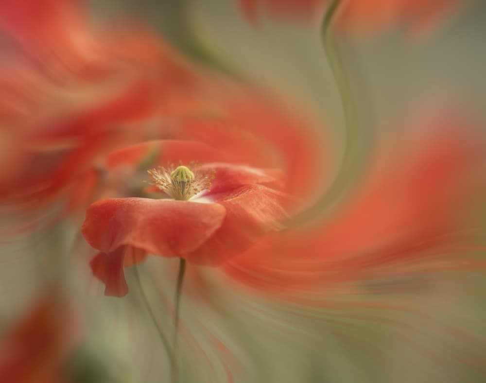 Dreamy Poppy Bloom by Judy Tseng — canvas wall art