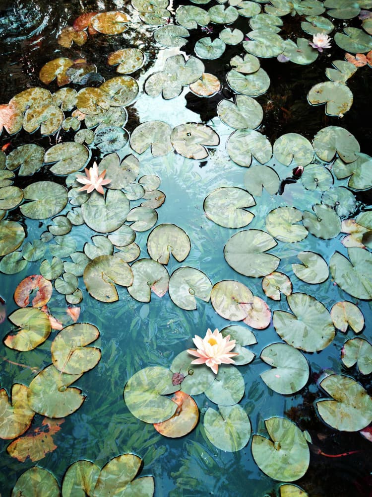 Water Lily Pond by Angelo Cerantola — canvas wall art