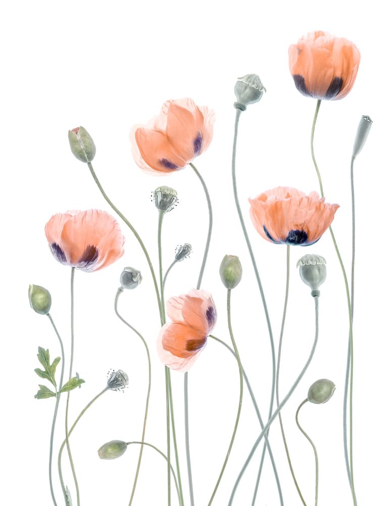 Poppies by Mandy Disher — canvas wall art