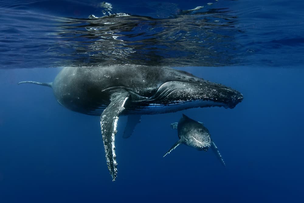 Humpback Whale Mother And Calf by Cédric Péneau — canvas wall art
