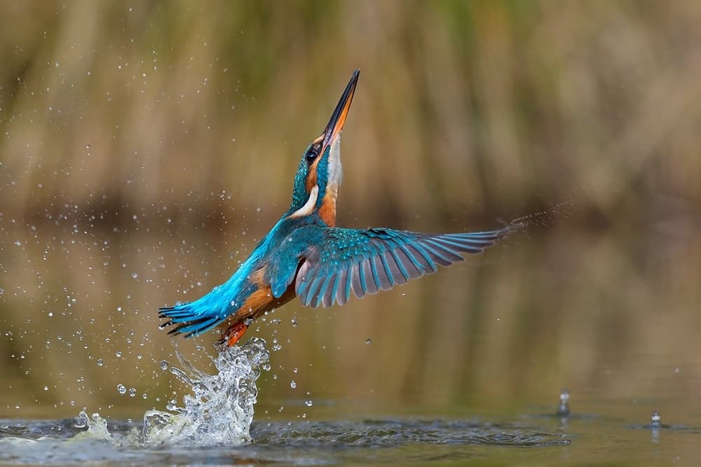 Dynamic Kingfisher Ascent by Marco Pozzi — canvas wall art