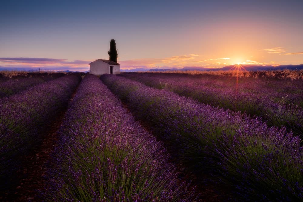 Lavender Rows Sunset by Donald Luo — canvas wall art