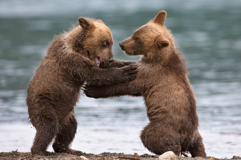 Grizzly Cubs Playtime by Valerio Ferraro — canvas wall art