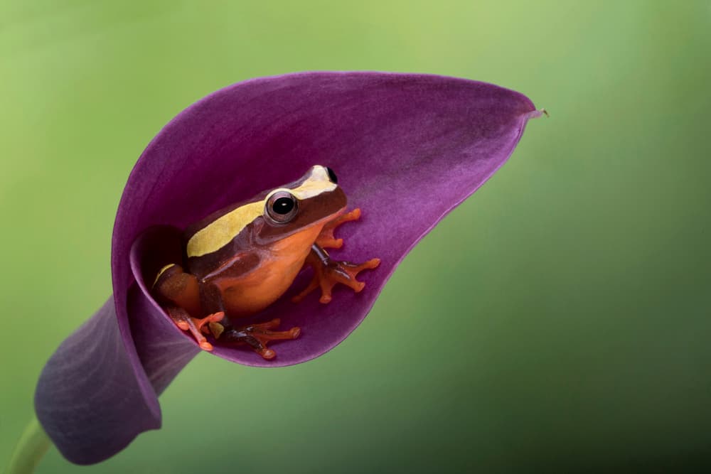 Orange Frog Purple Lily by Louise Wolbers — canvas wall art