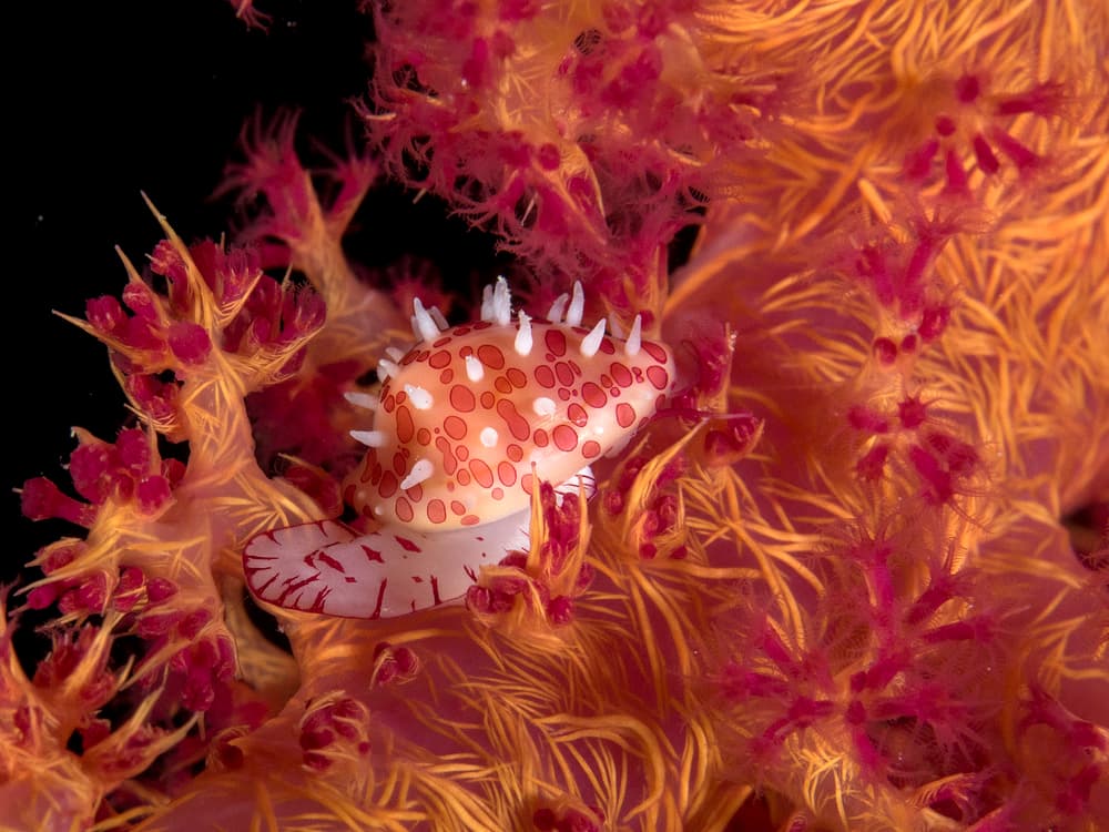 Vibrant Sea Slug on Coral by Ilan Ben Tov — canvas wall art